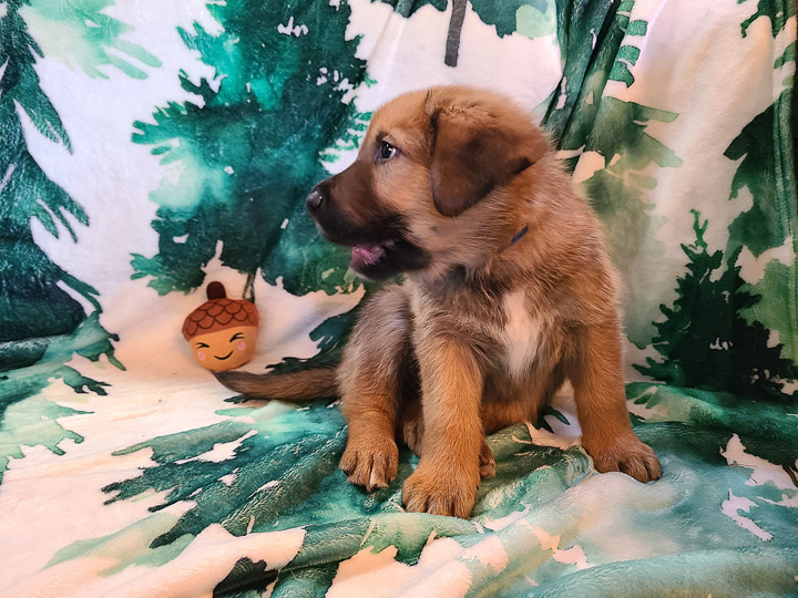 chinook puppy